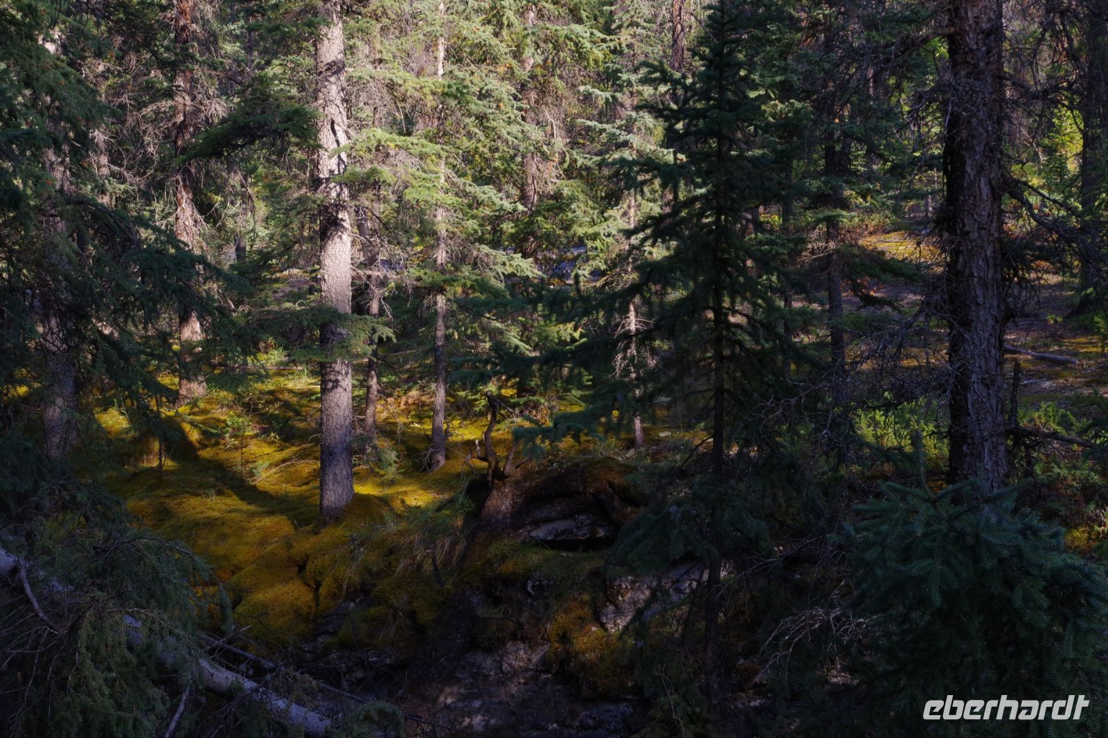 Wald am Maligne Canyon 5