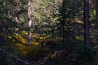 Wald am Maligne Canyon 5