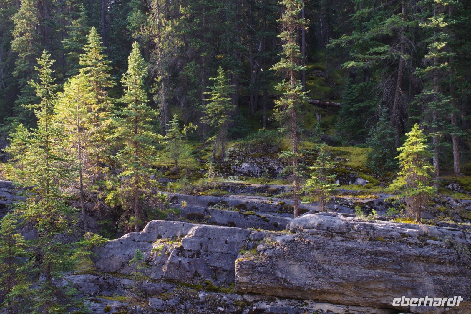 Wald am Maligne Canyon