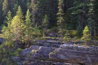 Wald am Maligne Canyon