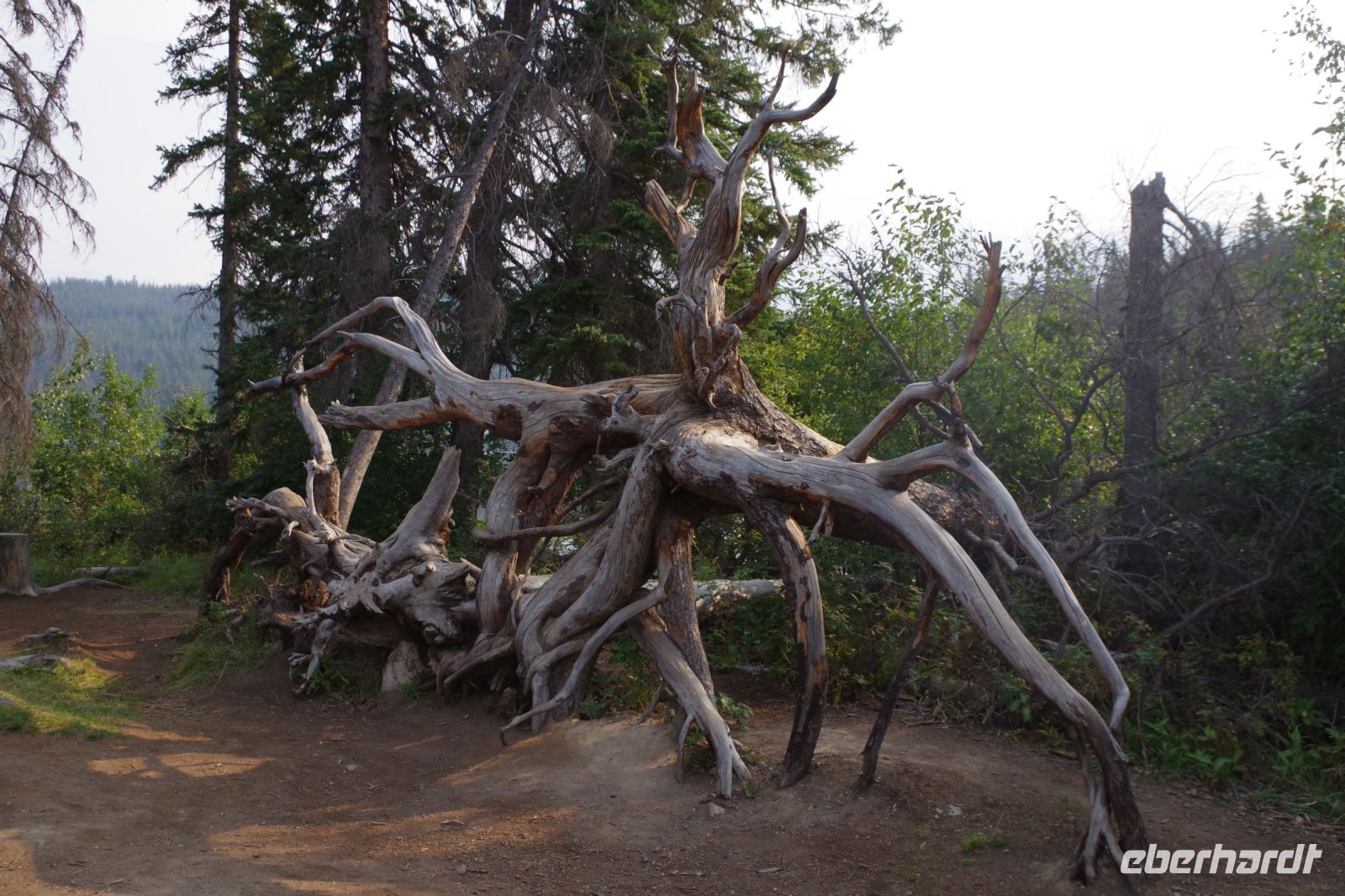 Umgestürzte Baumkrone am Pyramid Lake 2