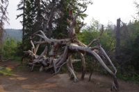 Umgestürzte Baumkrone am Pyramid Lake 2