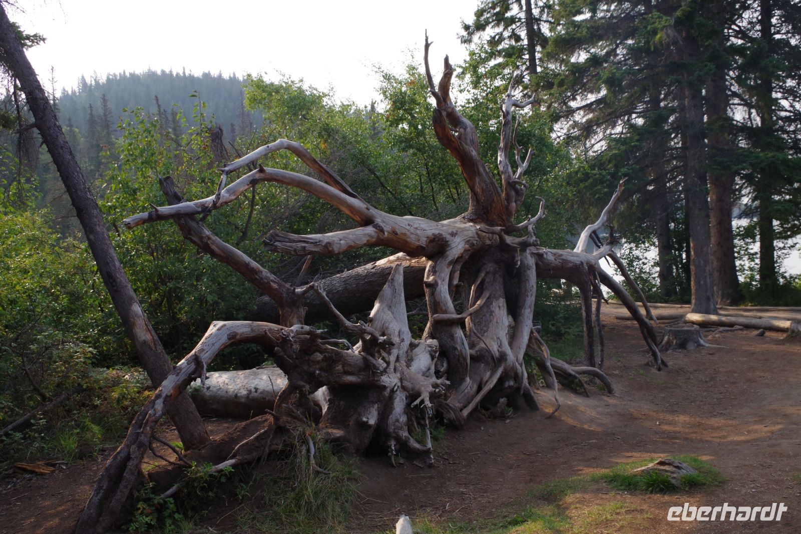 Umgestürzte Baumkrone am Pyramid Lake