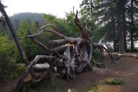 Umgestürzte Baumkrone am Pyramid Lake