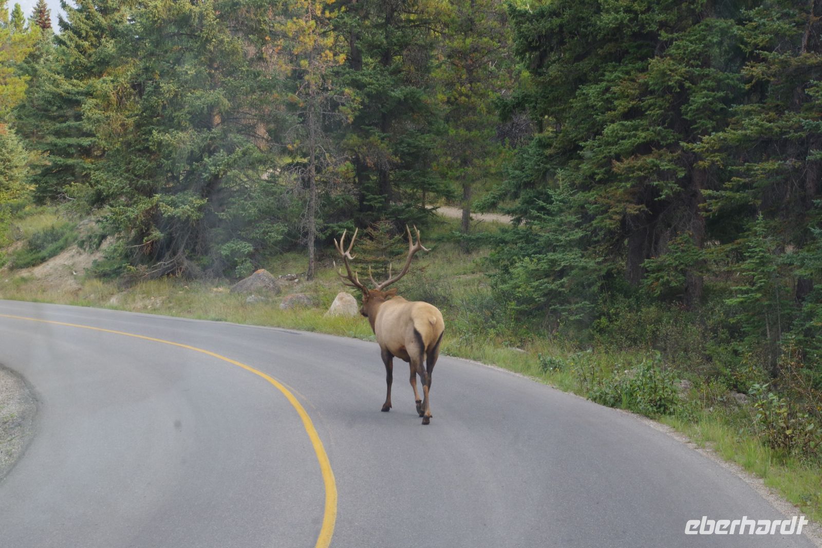 Wapiti Hirsch auf dem Jasper Nationalpark 2