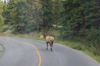 Wapiti Hirsch auf dem Jasper Nationalpark 2