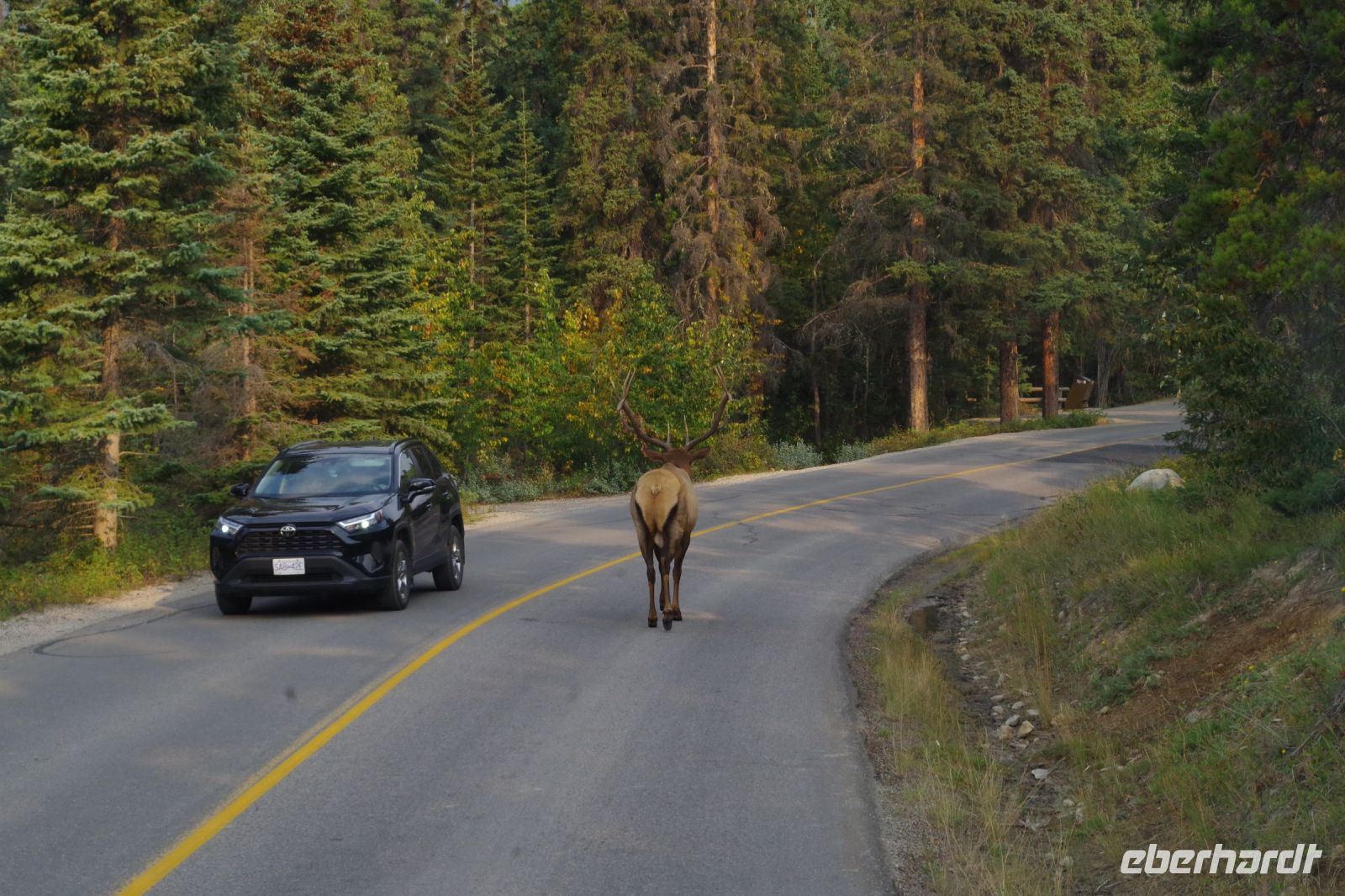 Wapiti Hirsch auf dem Jasper Nationalpark 3