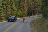 Wapiti Hirsch auf dem Jasper Nationalpark 3