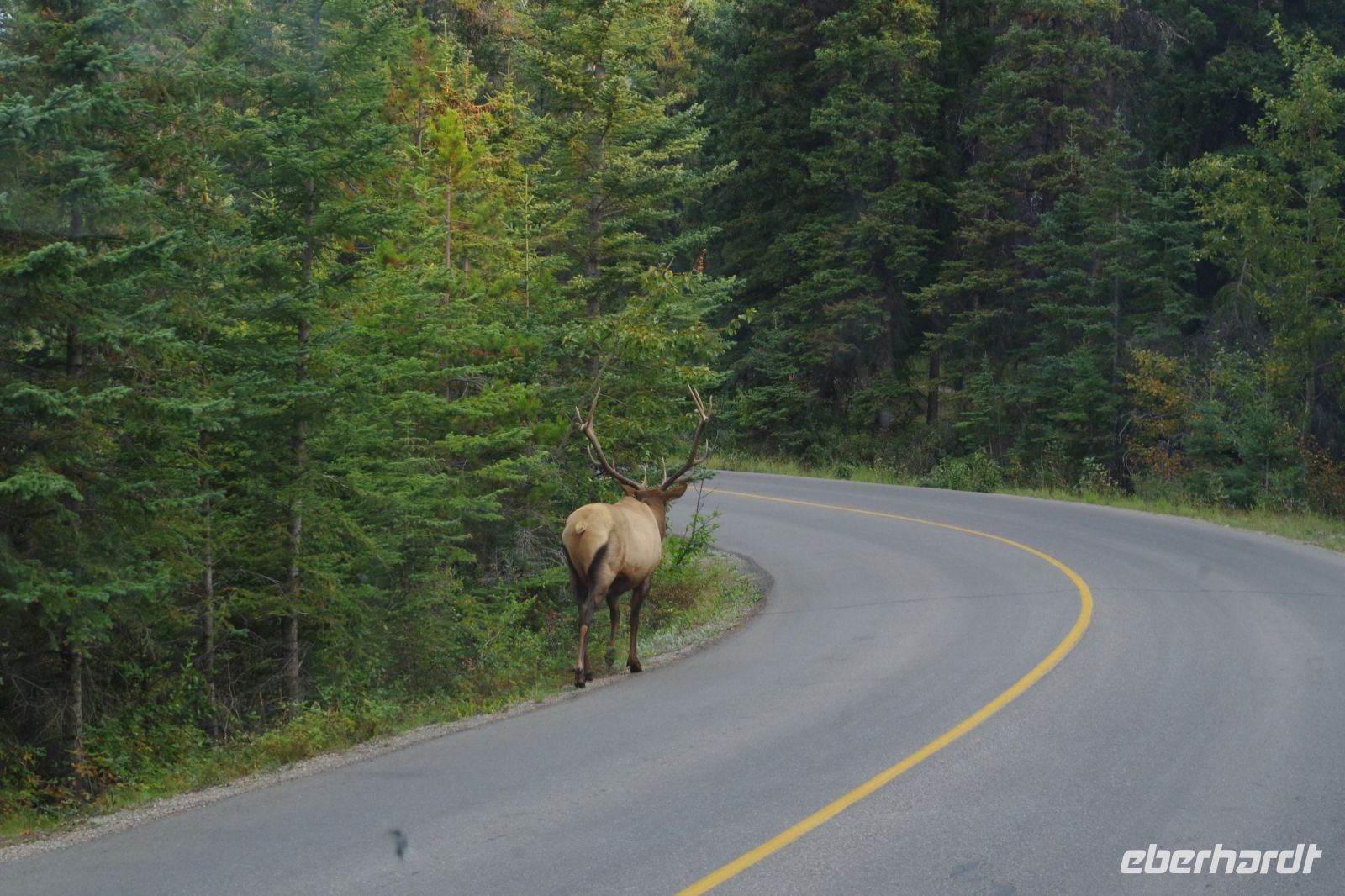 Wapiti Hirsch im Jasper Nationalpark