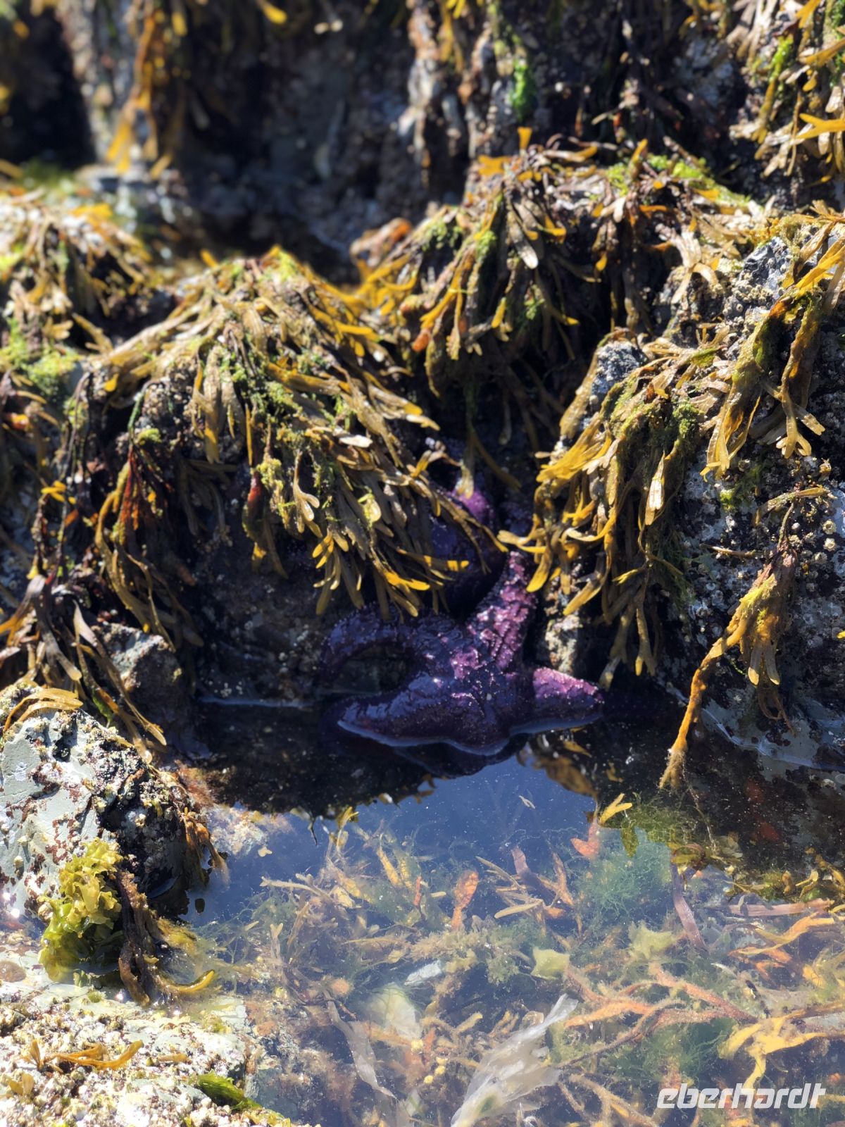 Seestern in Qualicum Beach