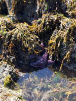 Seestern in Qualicum Beach