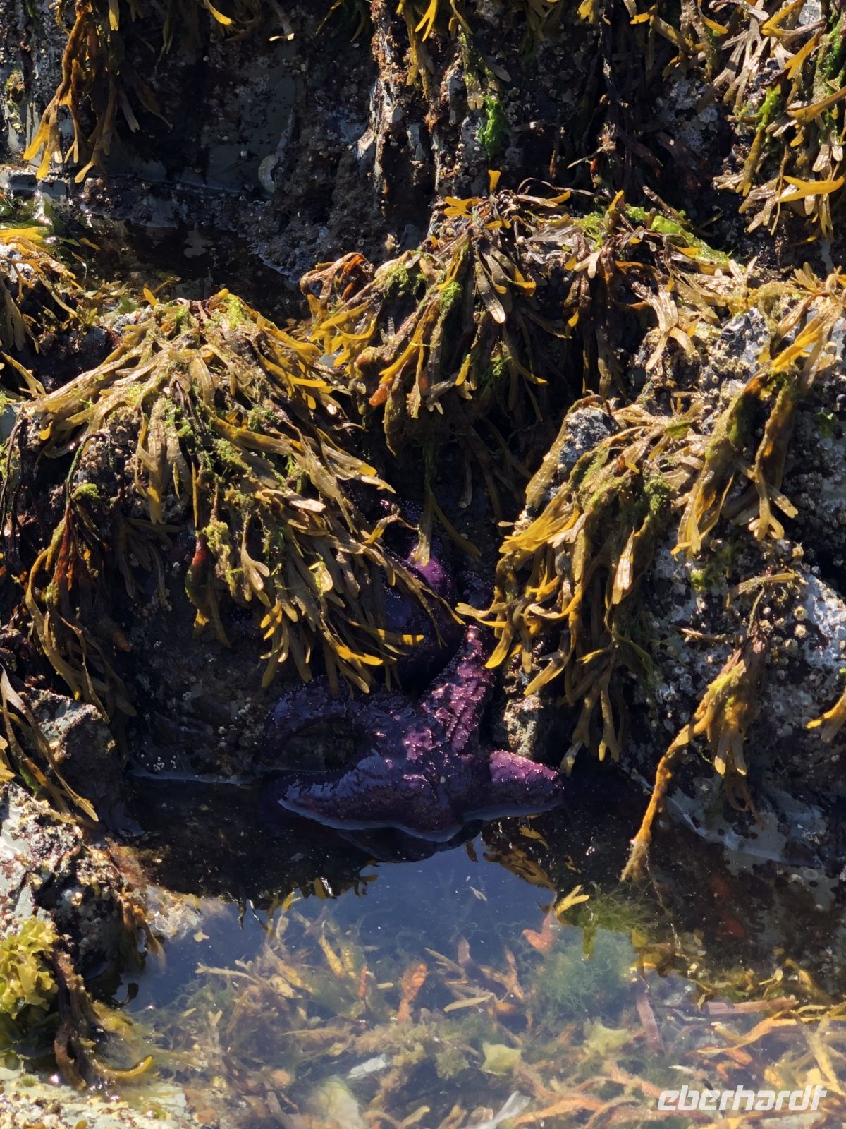 Seestern in Qualicum Beach 2