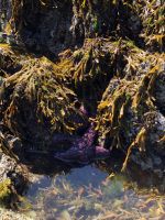 Seestern in Qualicum Beach 2