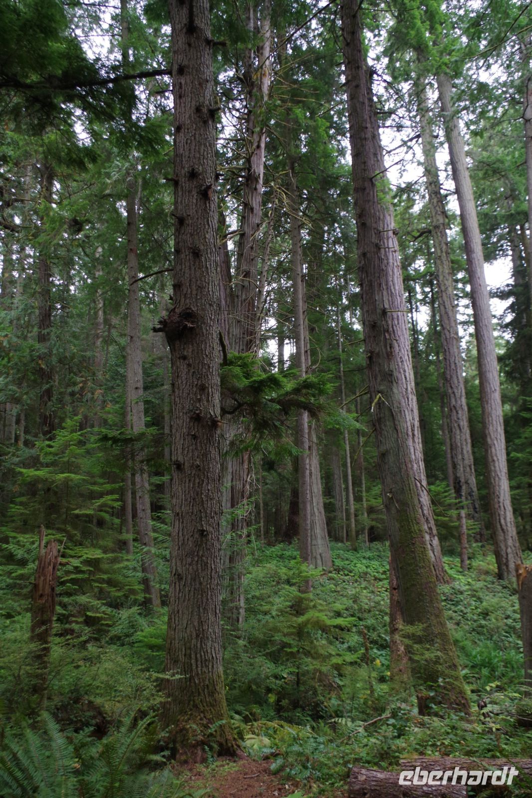 Douglasien im Heritage Forest 2