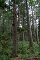 Douglasien im Heritage Forest 2