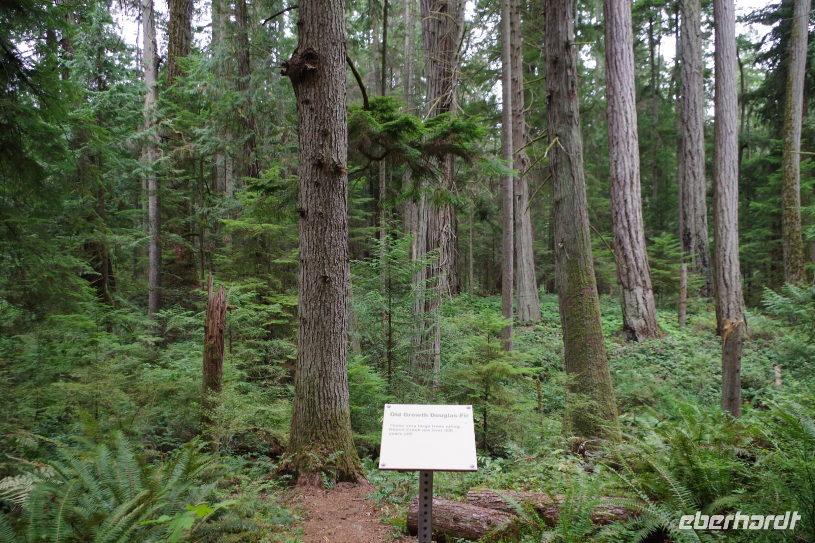Douglasien im Urwald Heritage Forest