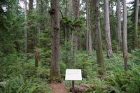 Douglasien im Urwald Heritage Forest