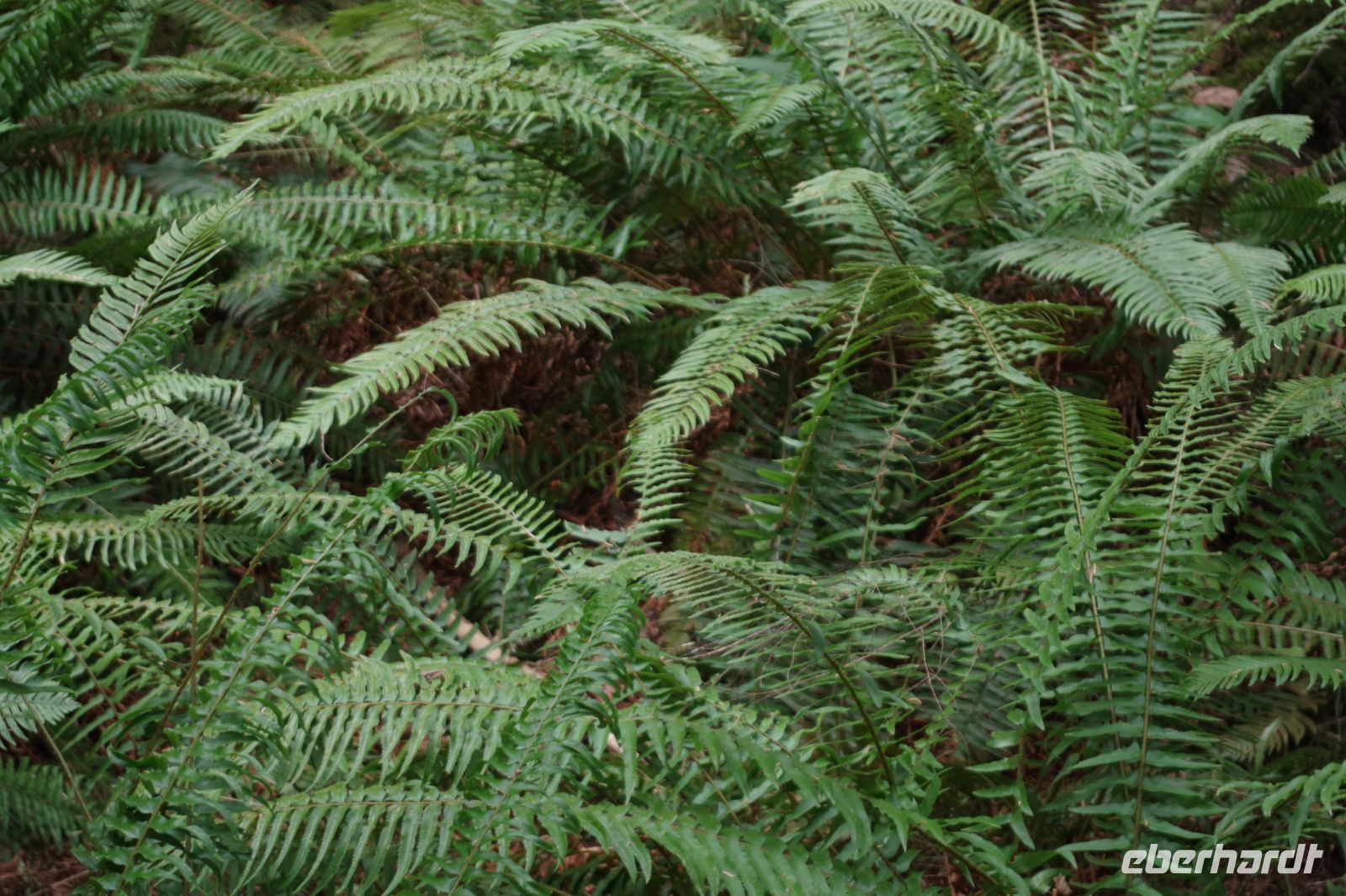 Farn im Heritage Forest