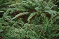 Farn im Heritage Forest