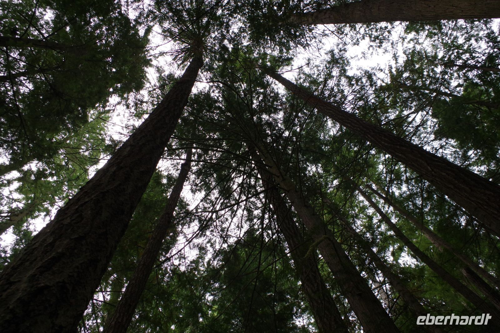 Hunderte Meter hohe Bäume im Heritage Forest