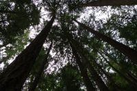 Hunderte Meter hohe Bäume im Heritage Forest