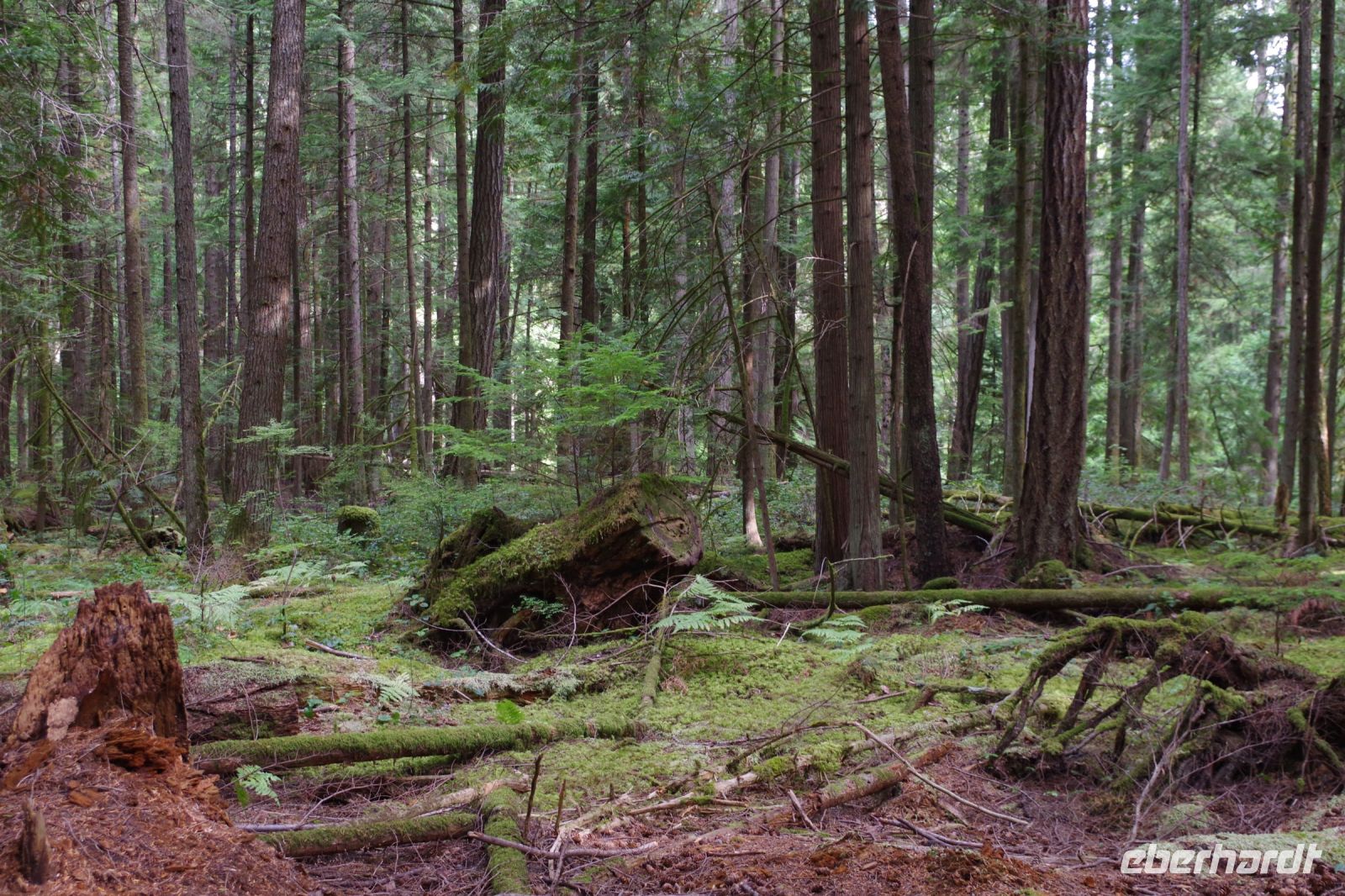 Urlwald Heritage Forest