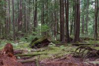 Urlwald Heritage Forest