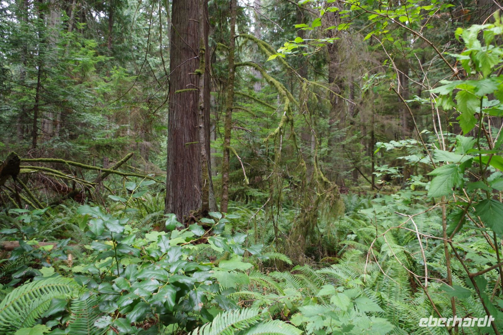 Urwald Heritage Forest 2