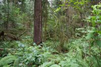 Urwald Heritage Forest 2