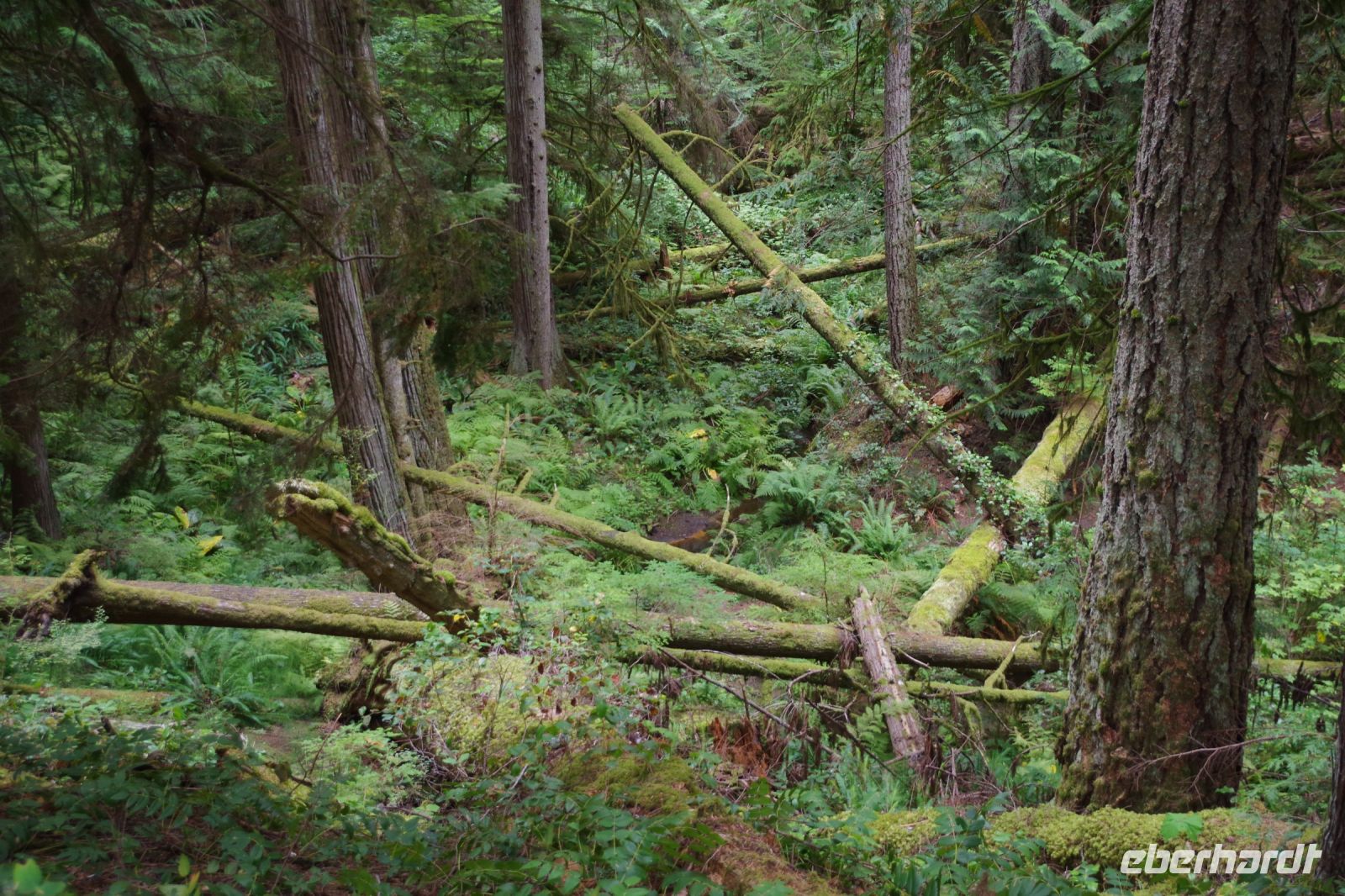 Urwald Heritage Forest 3