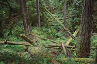 Urwald Heritage Forest 3