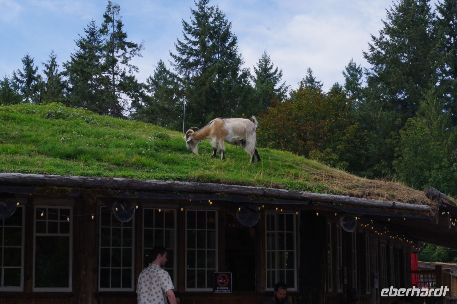 Ziegen auf dem Dach in Coombs 2