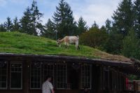 Ziegen auf dem Dach in Coombs 2