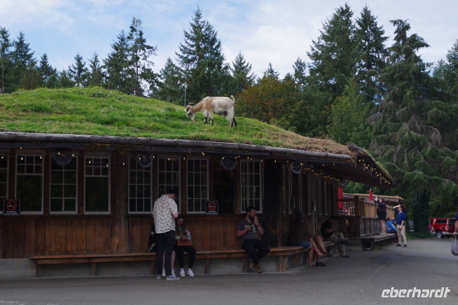 Ziegen auf dem Dach in Coombs 3