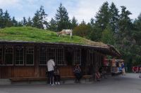 Ziegen auf dem Dach in Coombs 3