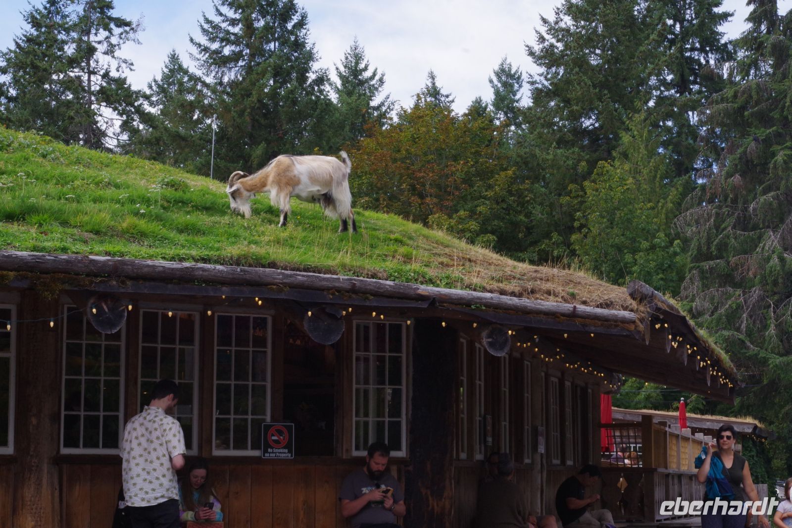 Ziegen auf dem Dach in Coombs