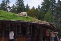 Ziegen auf dem Dach in Coombs