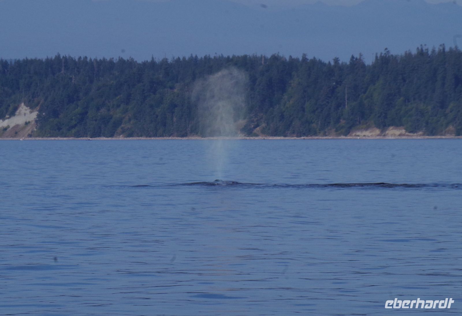 Buckelwal beim optionalen Ausflug 2