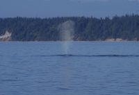 Buckelwal beim optionalen Ausflug 2