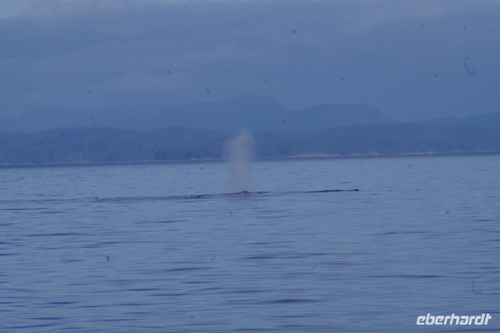 Buckelwal beim optionalen Ausflug