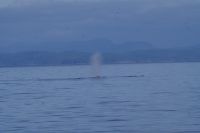 Buckelwal beim optionalen Ausflug