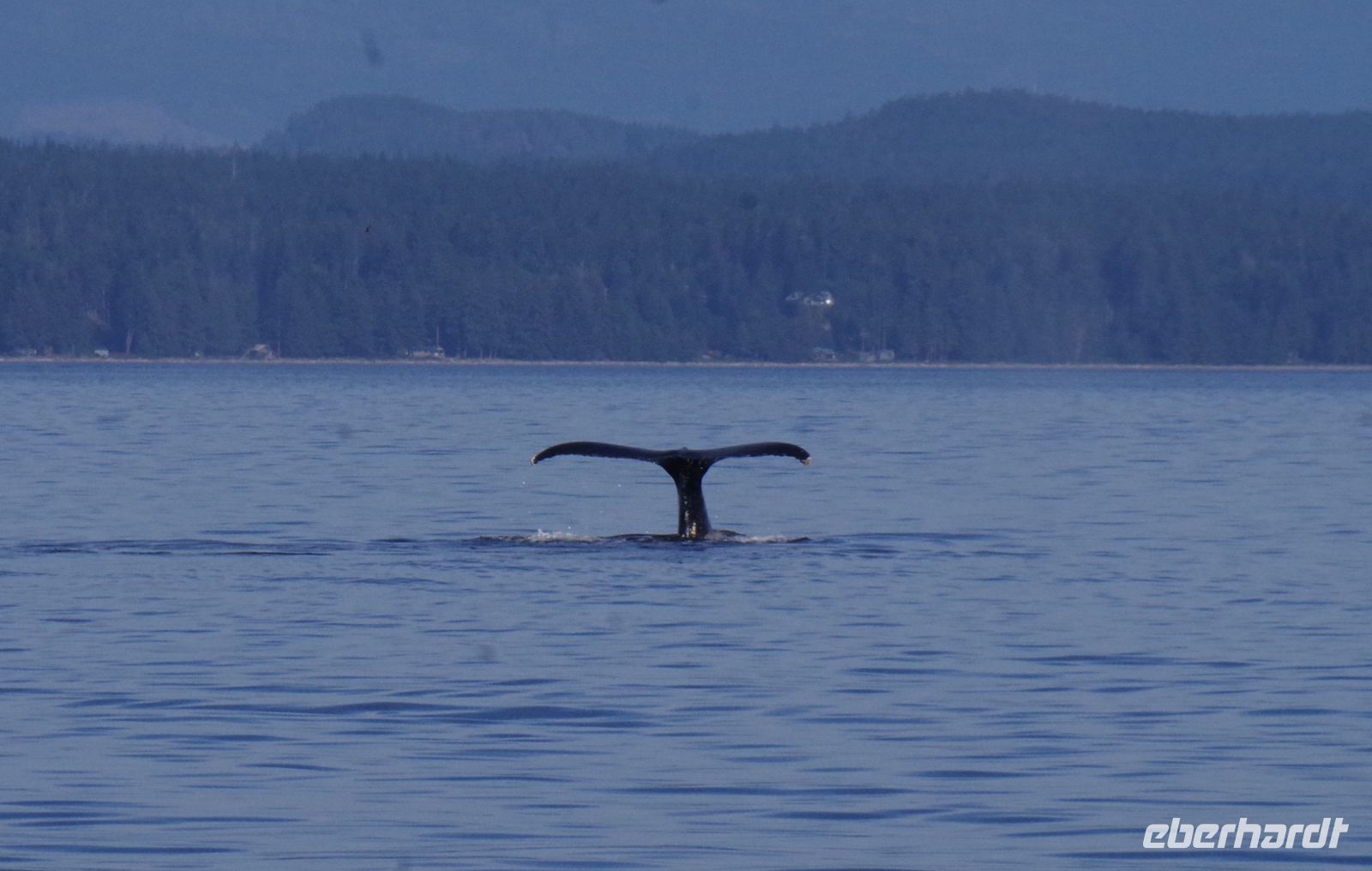 Buckelwal Flosse beim optionalen Ausflug 2