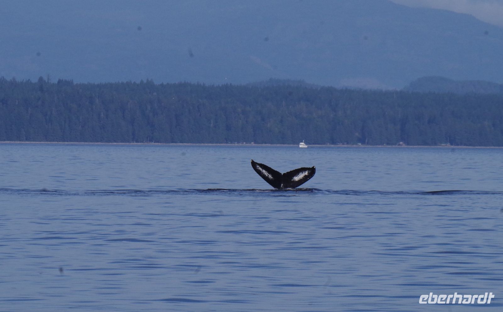 Buckelwal Flosse beim optionalen Ausflug 3