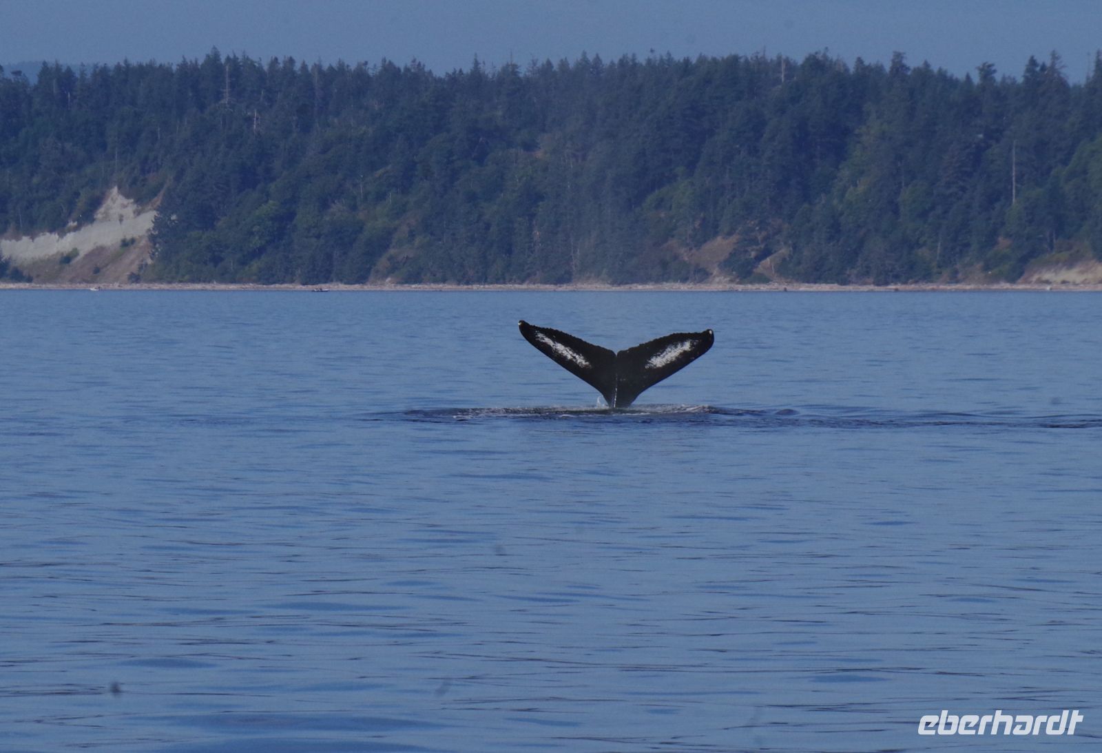 Buckelwal Flosse beim optionalen Ausflug 4