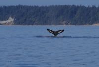Buckelwal Flosse beim optionalen Ausflug 4