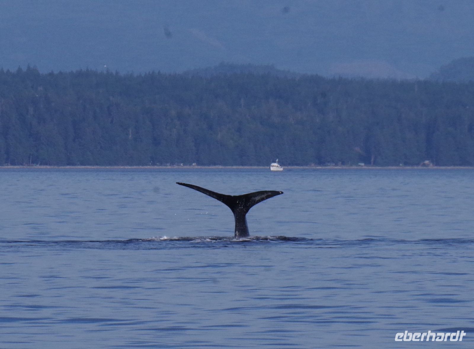 Buckelwal Flosse beim optionalen Ausflug