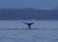 Buckelwal Flosse beim optionalen Ausflug
