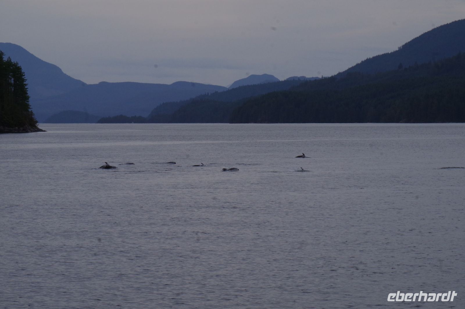 Delfinstrom beim optionalen Whalewatching