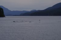 Delfinstrom beim optionalen Whalewatching