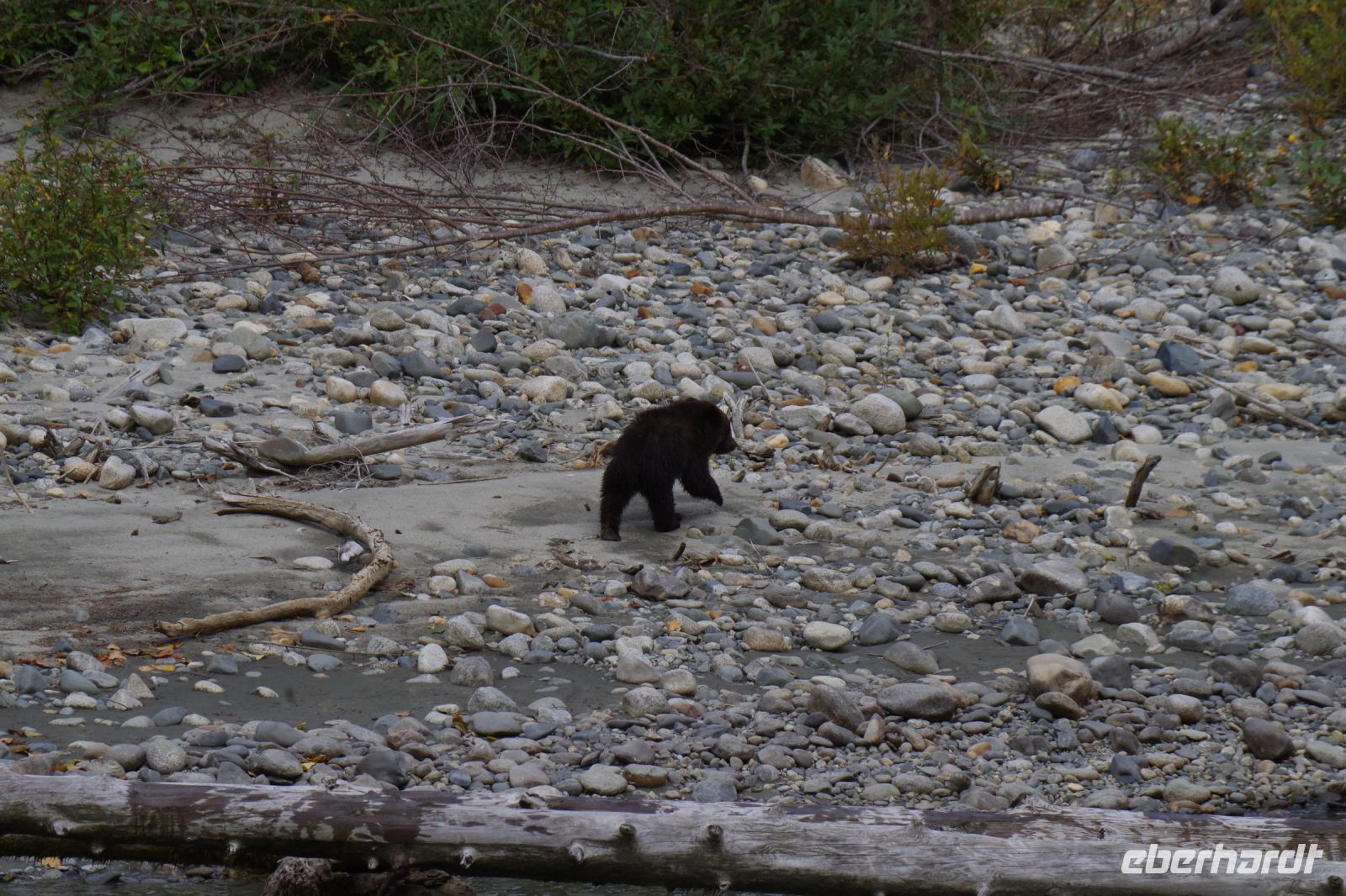 Grizzly Baby Bärenausflug